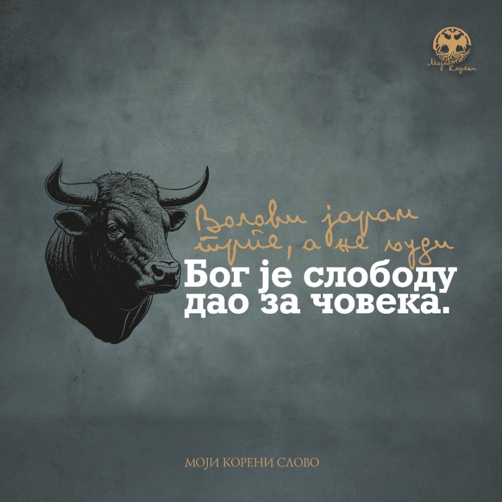 MK slovo - Šantić - Premijum muška majica - bordo