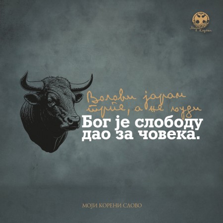 МК слово - Шантић - Премиjум мушка мајица - бордо